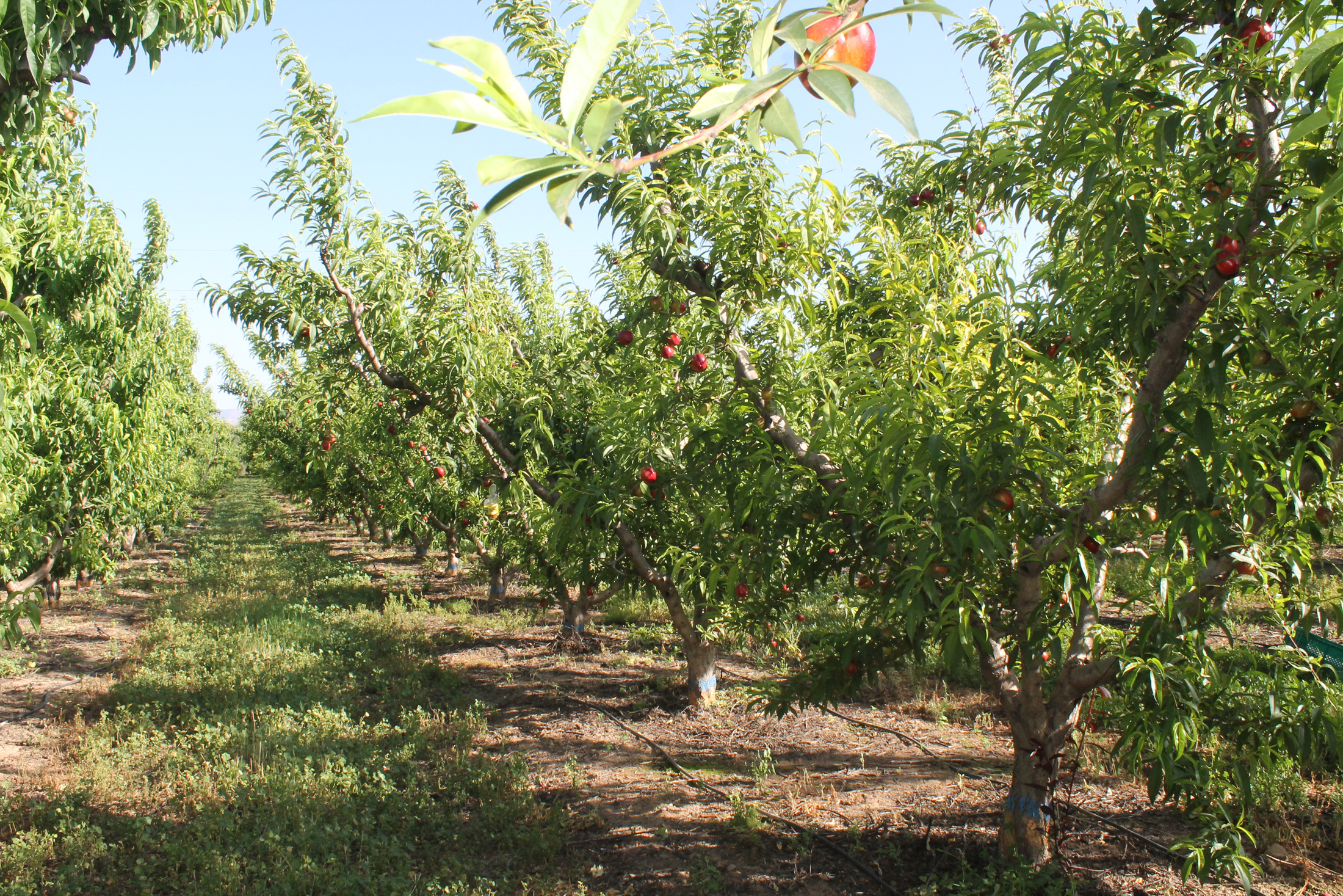 Domaines Agricoles Benzit